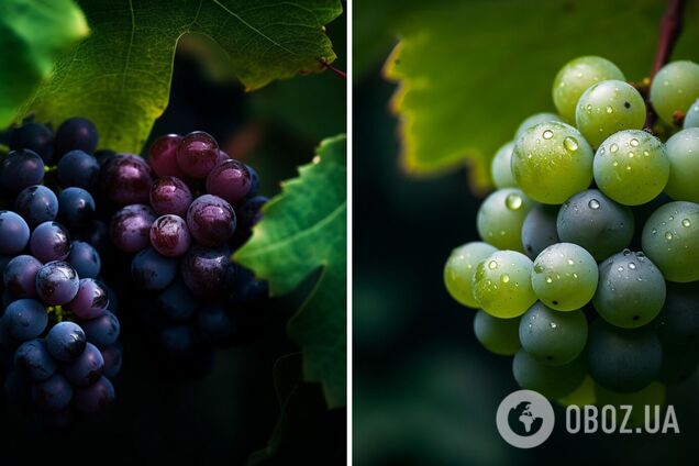 Виноград чем подкормить – что сделать, чтобы увеличить урожай